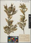 Foto von Salix lucida Muhl.